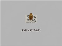 藏品(台灣微條金龜)的圖片